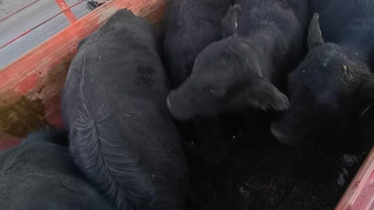 Trasladaban animales "sin papeles" y los detuvo la Policía Rural