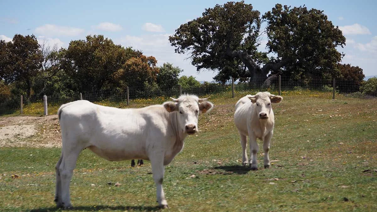 Robo de animales: la dueña de un campo denunció que le faltan más de 160 cabezas de ganado