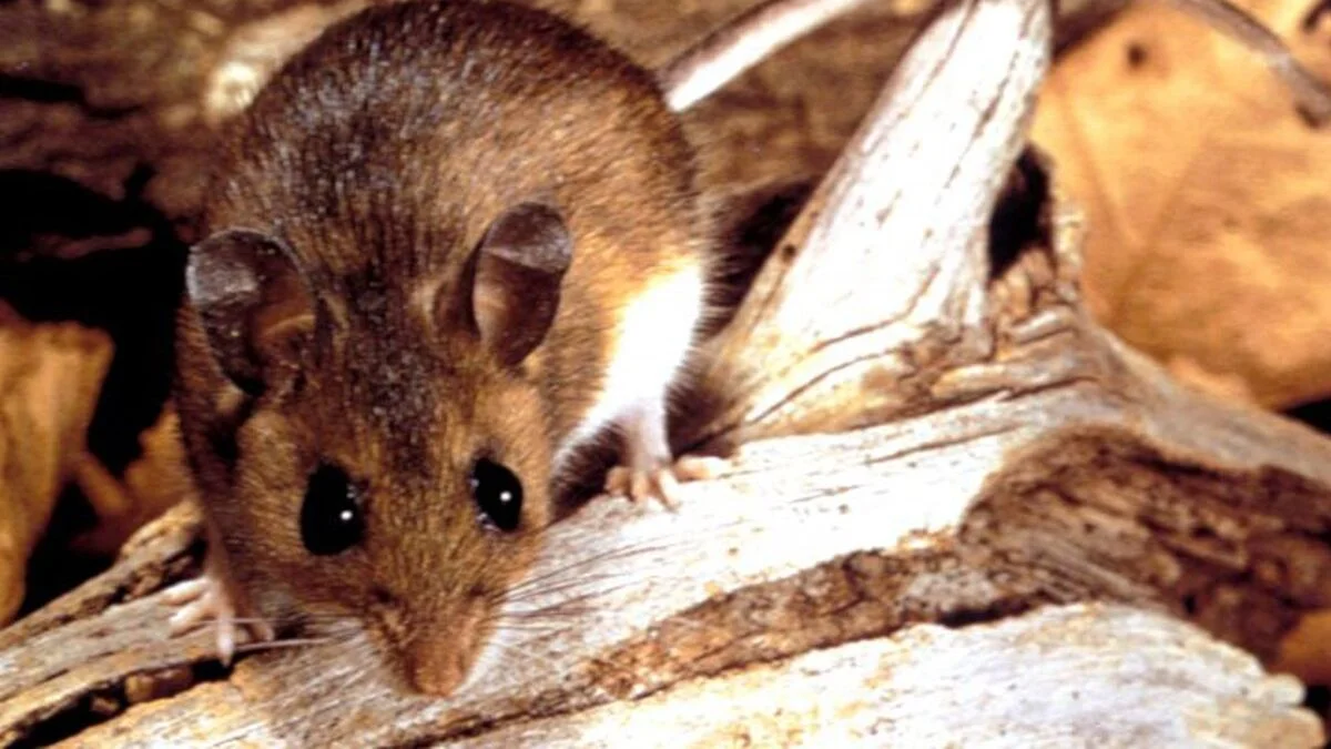 Adolescente murió por Hantavirus en Santa Fe
