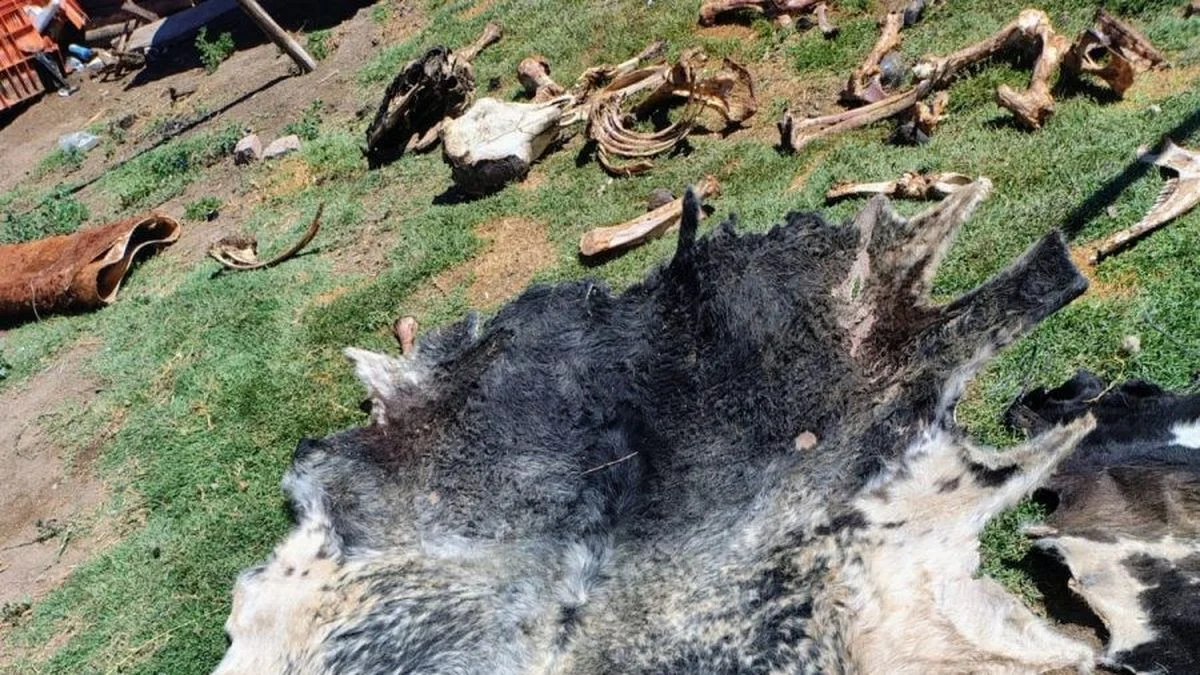 Valle de Uco: 14 allanamientos, casi 3 toneladas de carne secuestrada y una red de faenamiento clandestino
