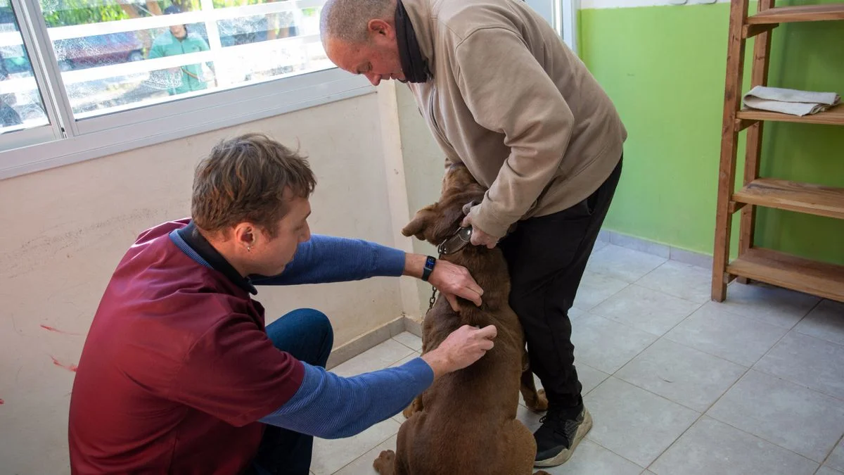 Cómo será el operativo para vacunar y desparasitar mascotas en Ciudad en forma gratuita