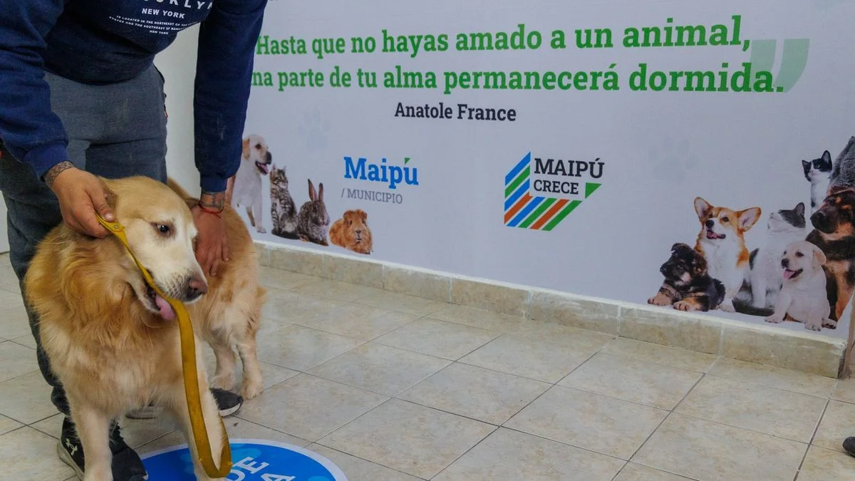 Maipú saca chapa del Centro Veterinario que atiende 300 consultas mensuales