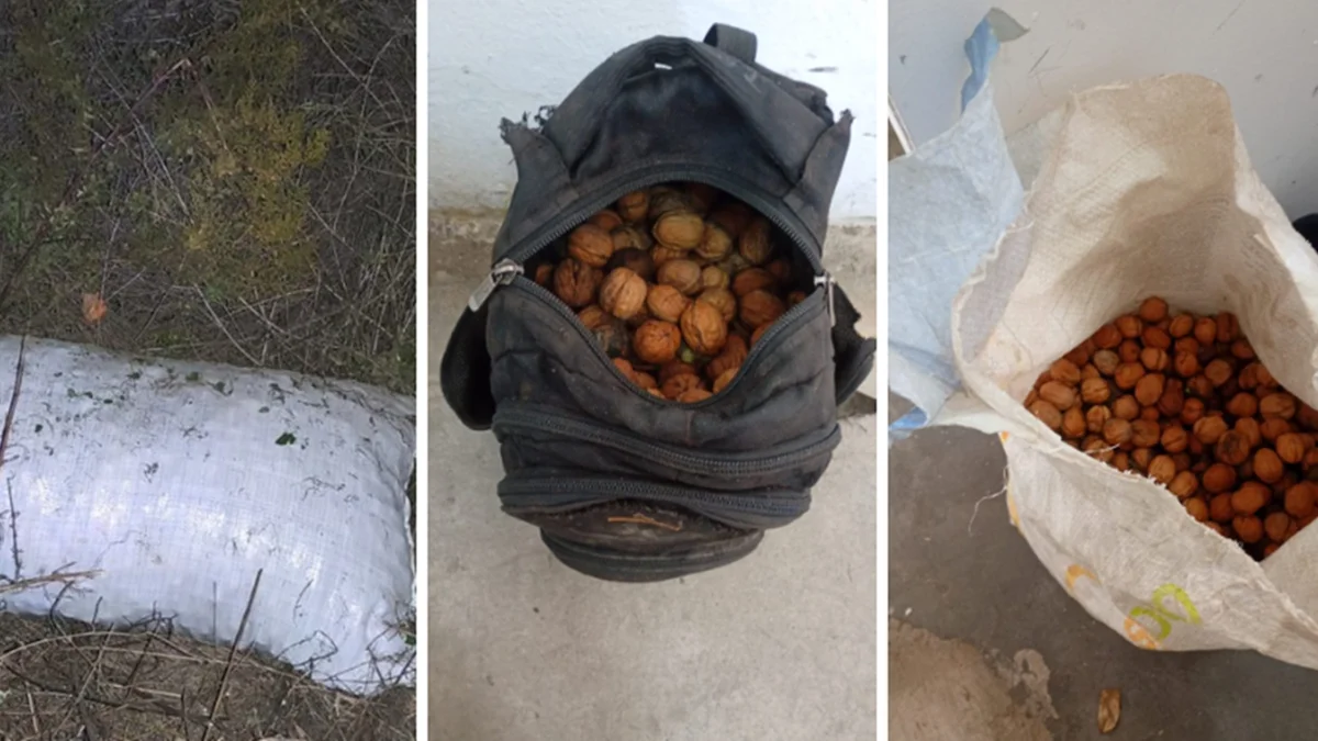 Operativos en fincas: detuvieron a cuatro hombres y recuperaron casi 1 tonelada de nueces robadas