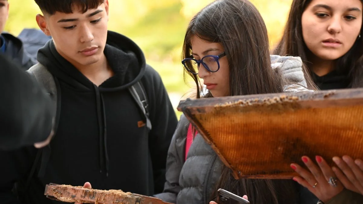Feria de las Abejas en Godoy Cruz: stands, miel y conciencia ambiental
