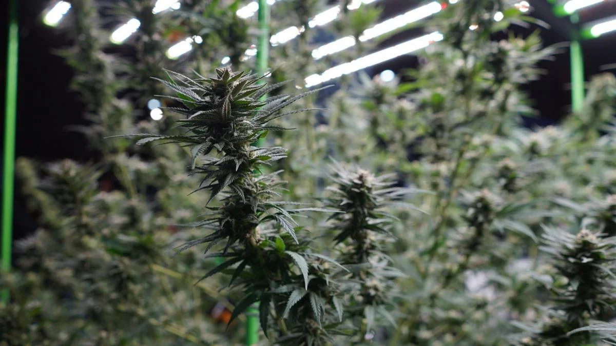 En Mendoza, la Marcha Mundial de la Marihuana pedirá una nueva ley de drogas