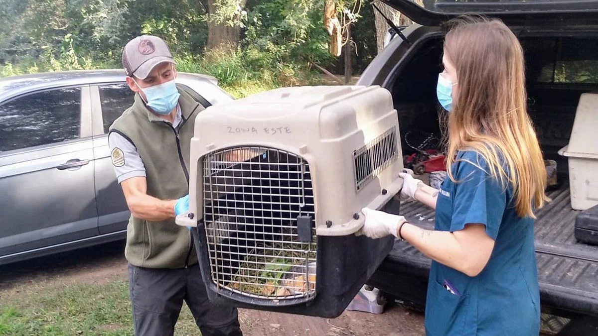 Envían a un centro de rehabilitación de fauna en Santa Fe a animales silvestres rescatados del tráfico ilegal