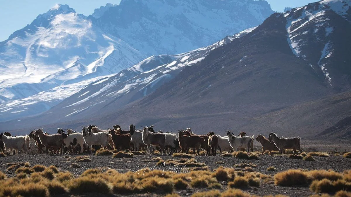 Mendoza en venta: la UBA y el Conicet actualizaron el mapa de tierras en manos de extranjeros