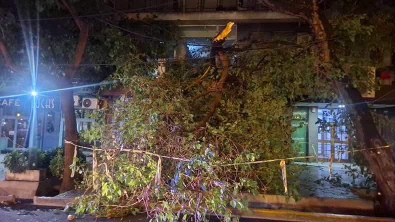 Arbol ca&iacute;do en calle Col&oacute;n