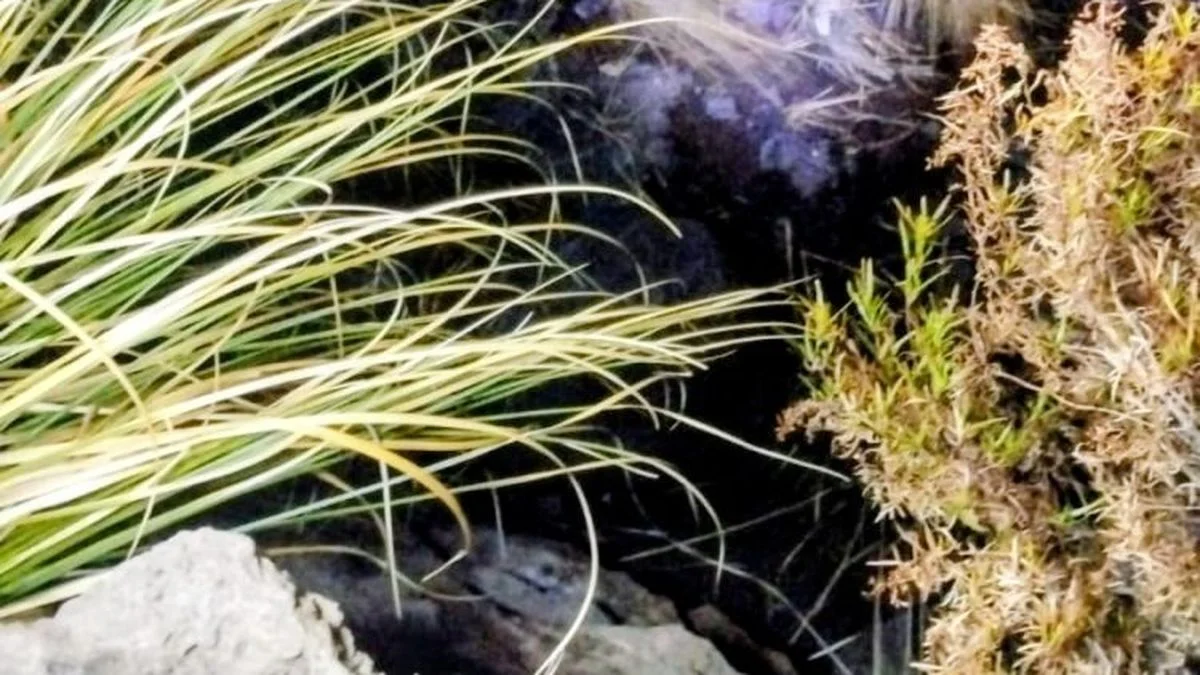 Restos óseos en San Rafael: cómo sigue la investigación y dónde quedan los huesos