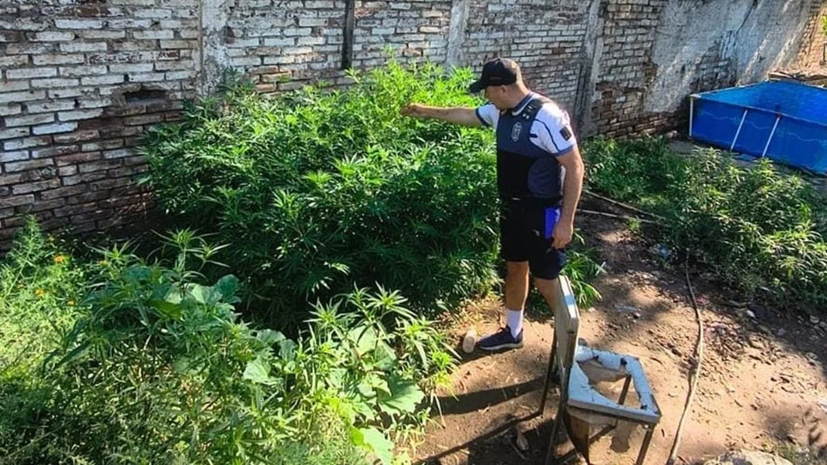 Tras una denuncia por usurpación, incautan 12 kilos de marihuana en una vivienda