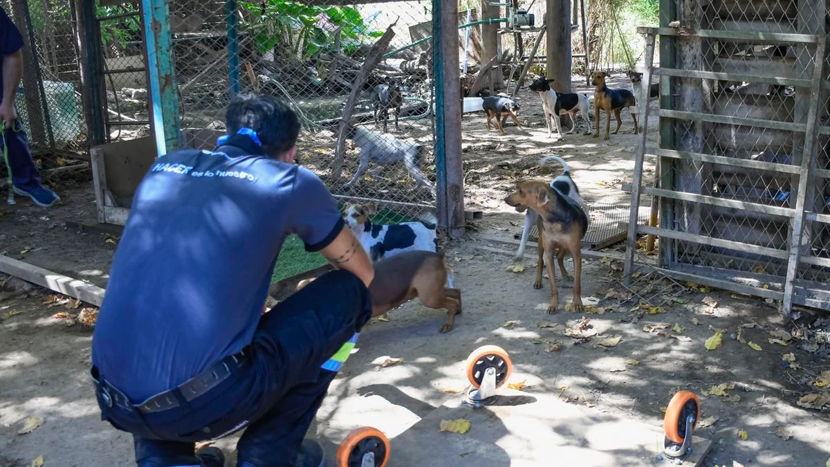 Rescatan a 80 perros hacinados en un criadero clandestino en Guaymallén