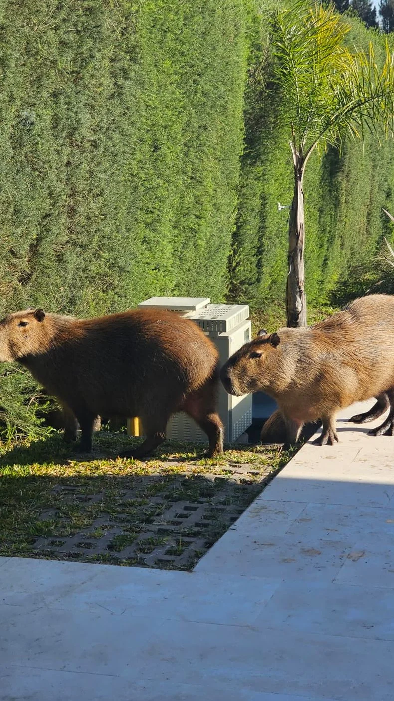 Al igual que elefantes como Kenya, los carpinchos en Nordelta podr&iacute;an tener un santuario.&nbsp;