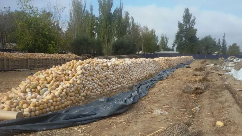 Foto enviada a través de WhatsApp por Ulises Mellado a una de sus presuntas víctimas.