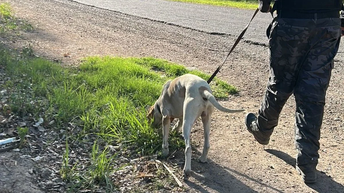 Recuperan mercadería robada en San Martín gracias a un perro de la policía
