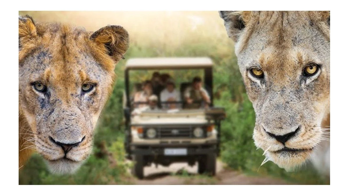 Hasta cuándo estará abierta la Expo Safari de Animal Geografic para niños