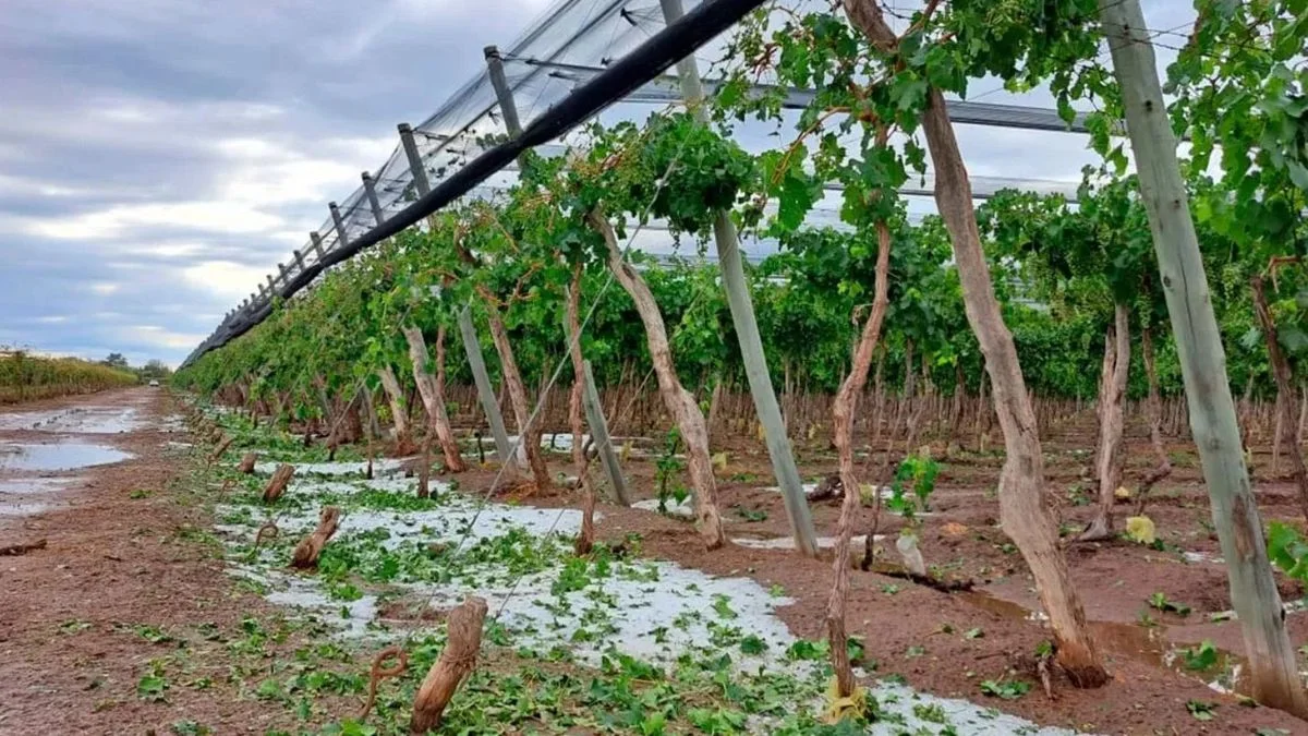 Seguro agrícola: en Senadores solicitaron que al Sur no se les cobre más caro