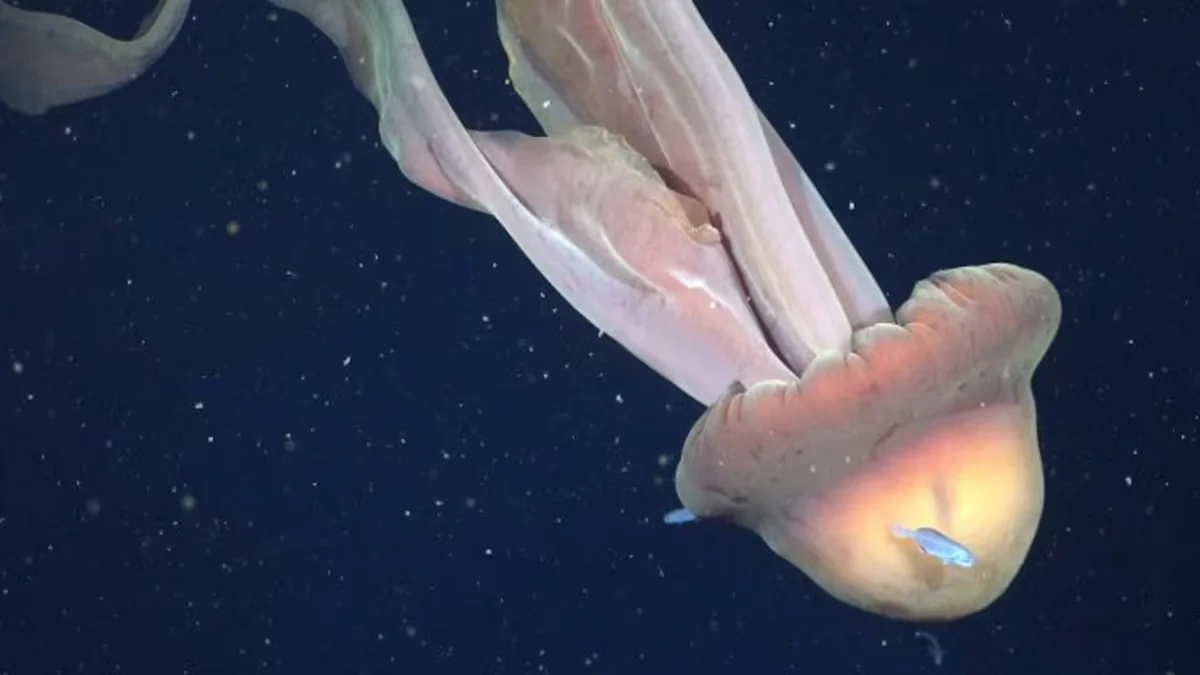 Streaming del Conicet: hallaron una medusa gigante en el Mar Argentino