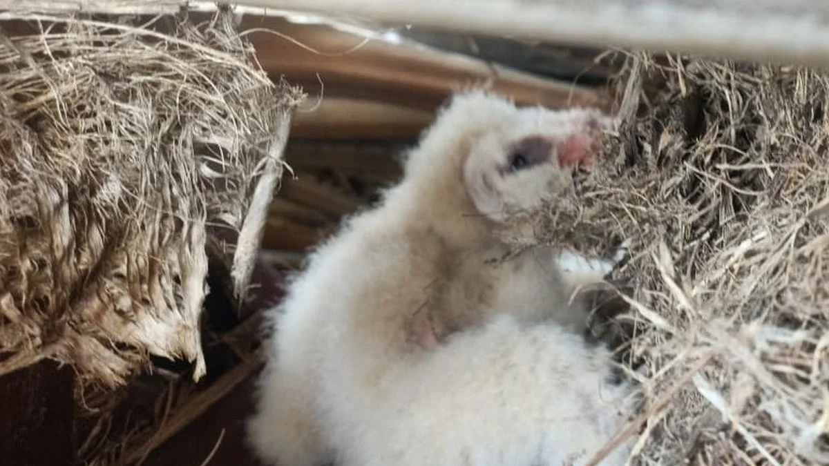 Rescate exitoso en San Rafael de la lechuza campanario, un ave clave para la fauna mendocina
