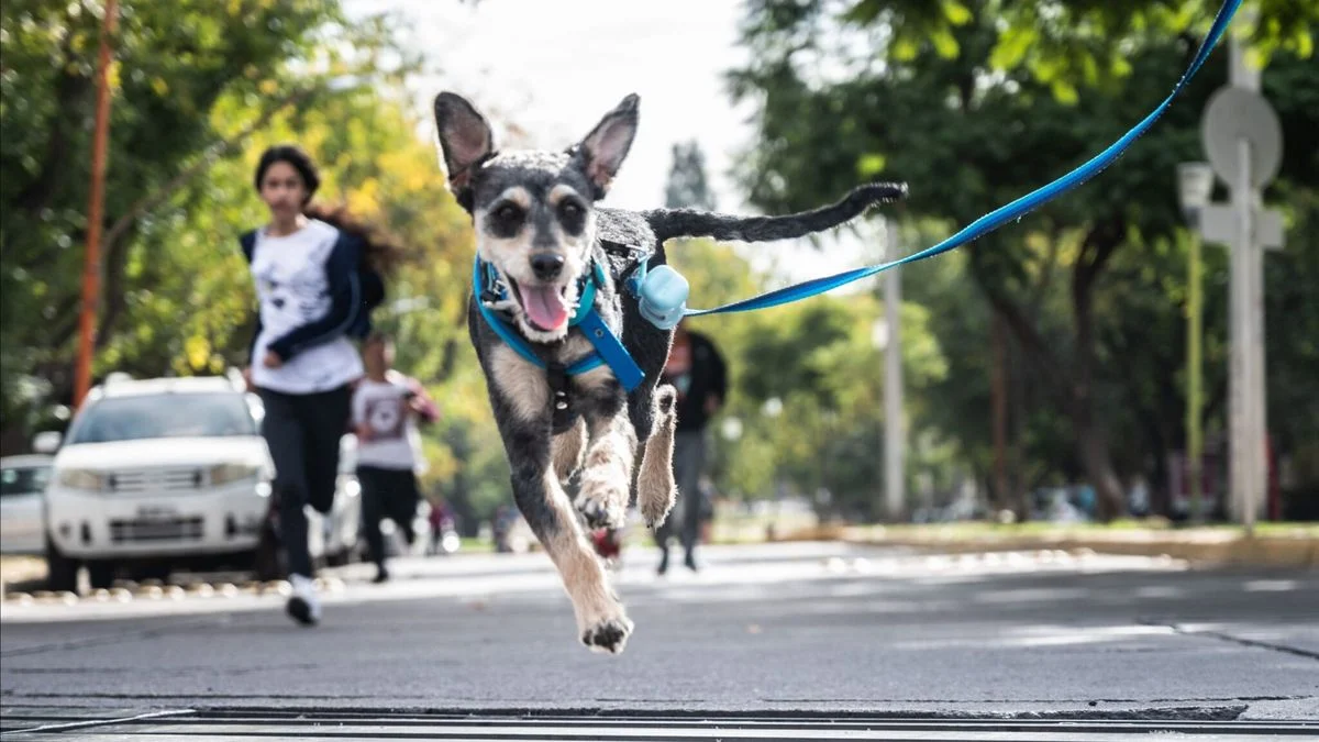 La Ciudad de Mendoza difundió el cronograma de servicios gratuitos para el cuidado de animales