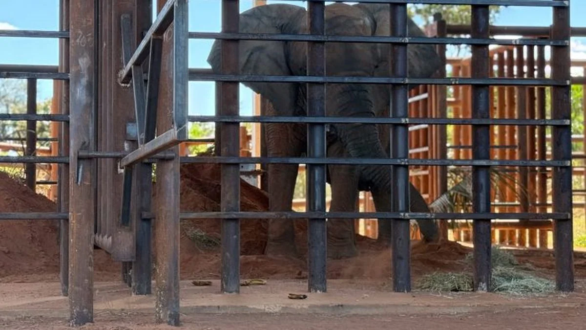 Kenya llegó a Brasil y la última elefanta del Ecoparque ya disfruta de su nueva vida