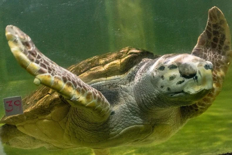 El tortugo Jorge ya recorrió 2.200 km y nada libre rumbo al norte de Brasil