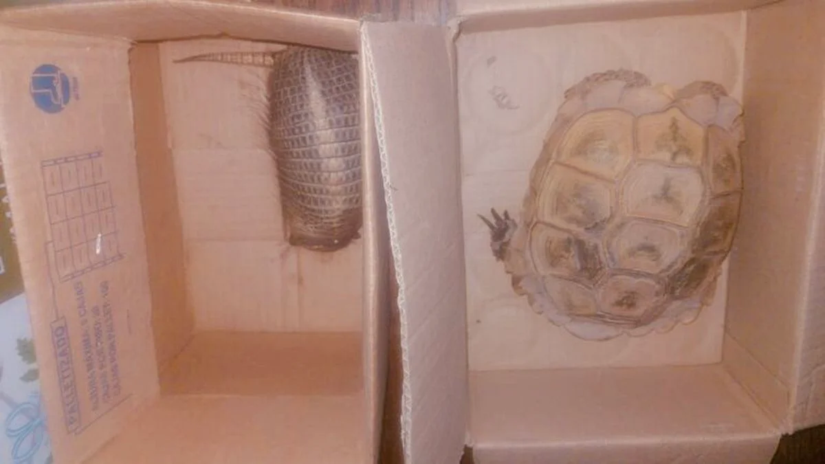 San Rafael: aprehendidos por llevar en su camioneta un piche y una tortuga