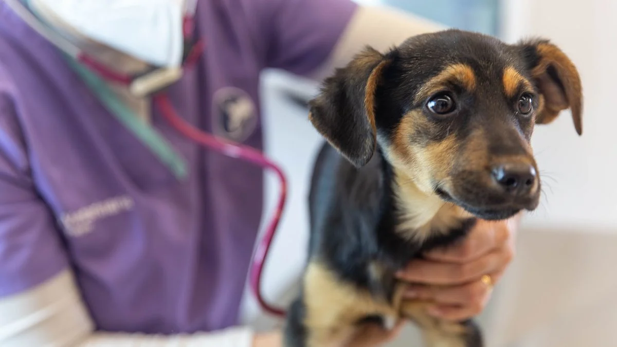Prepagas para mascotas: una tendencia que crece y suma cada vez más empresas