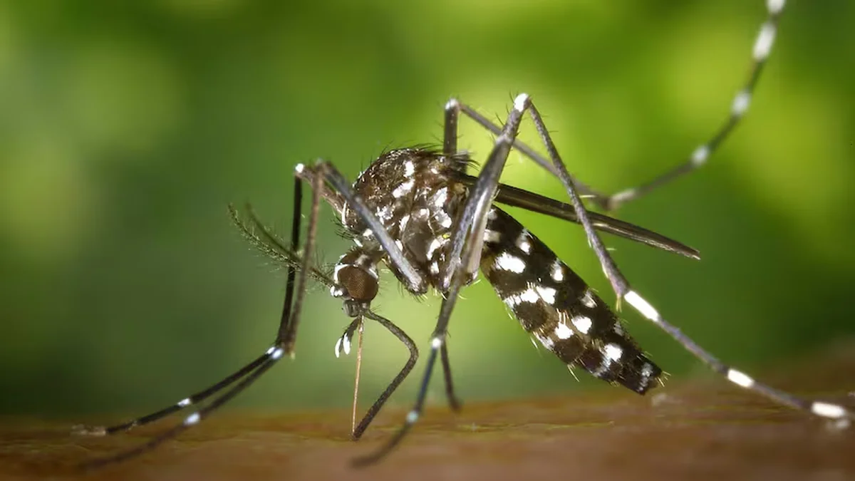 Dengue: Mendoza en alerta por los viajeros que llegan de Brasil