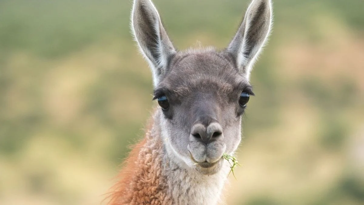 Deberán pagar 6 millones de pesos por matar y faenar a un guanaco en el Parque Nacional Nahuel Huapi
