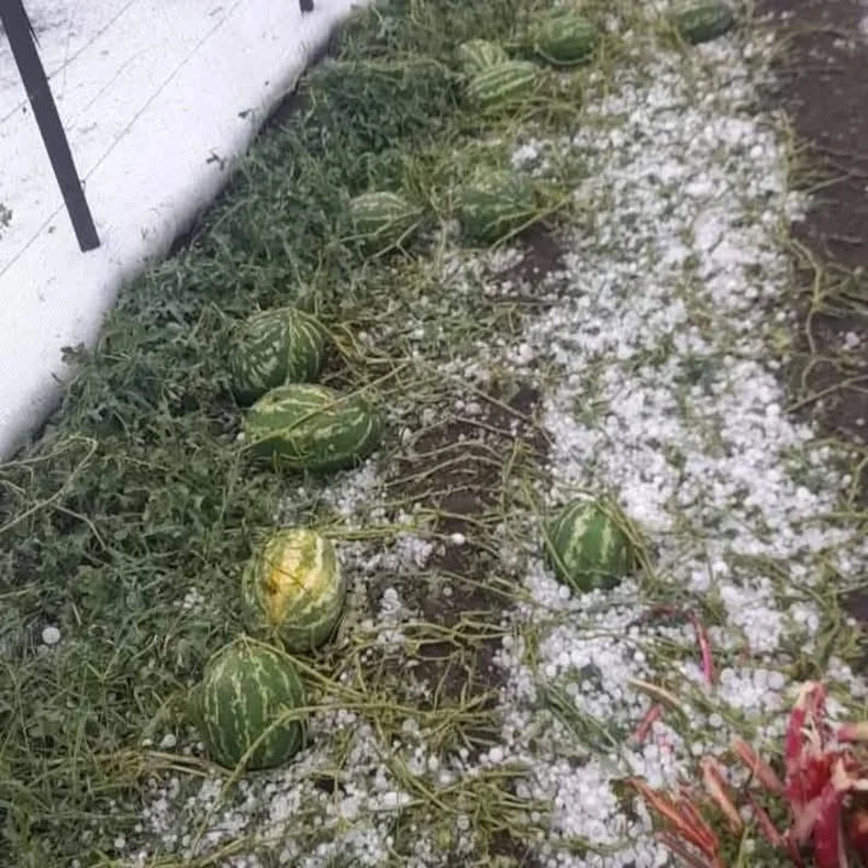 El granizo arrasó con los cultivos en el sur provincial.
