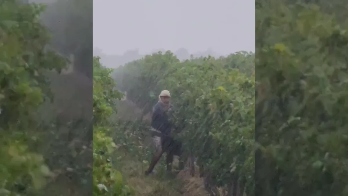 La verdadera vendimia: así cosecharon en Ugarteche bajo la feroz tormenta de granizo