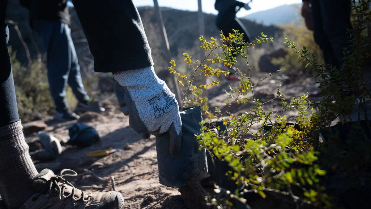 Reforestan el Cerro Arco con jarillas nativas tras los incendios