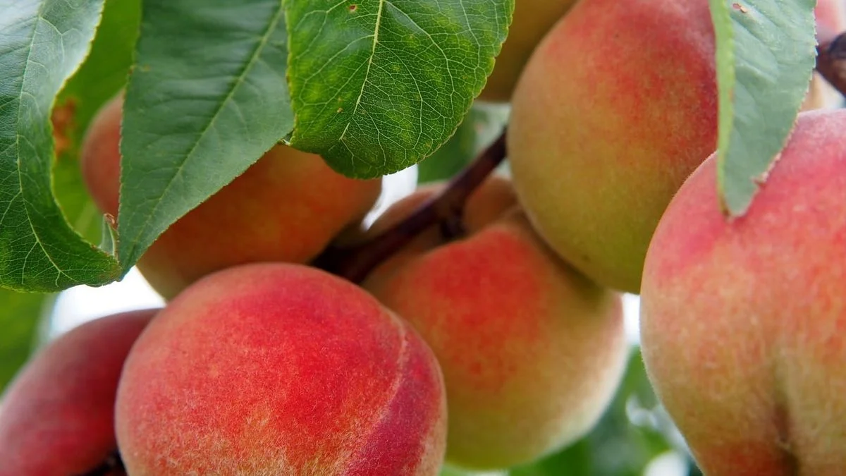 Iscamen logró combatir la mosca de la fruta en Tupungato
