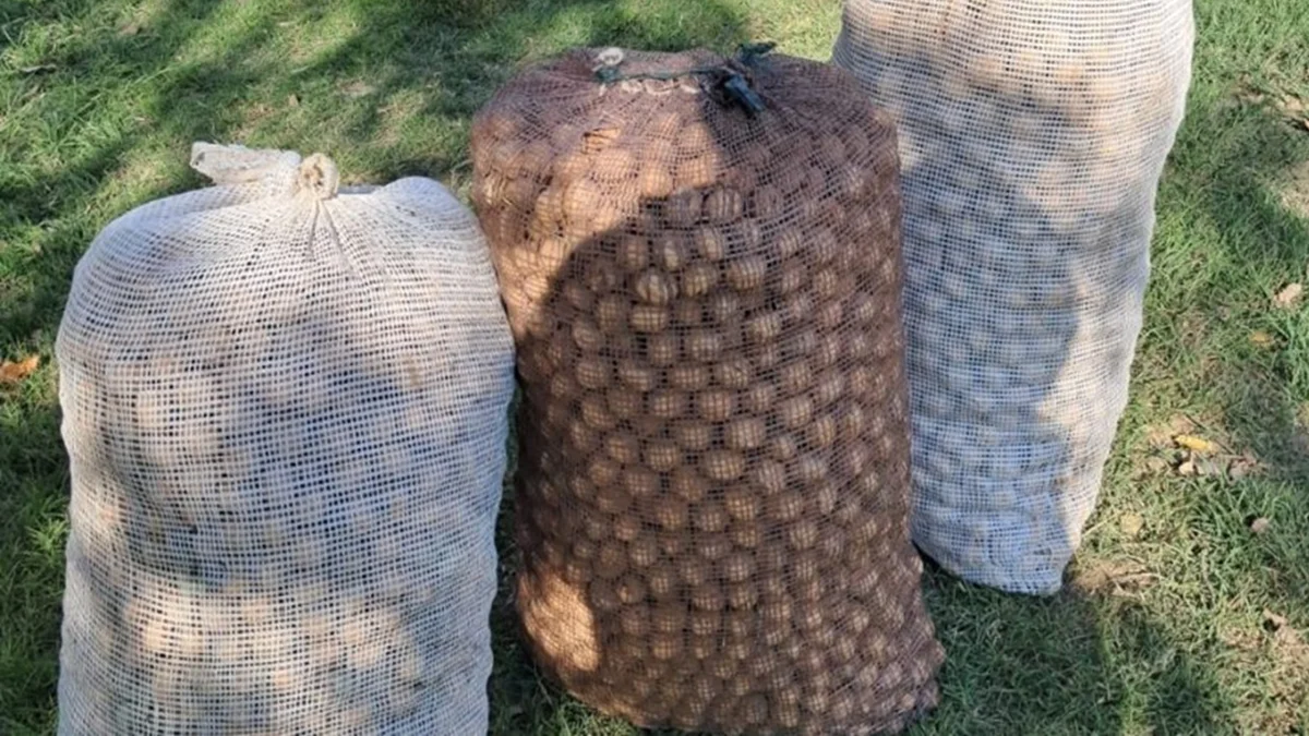 Recuperaron 400 kilos de nueces robadas en operativos en fincas del Valle de Uco
