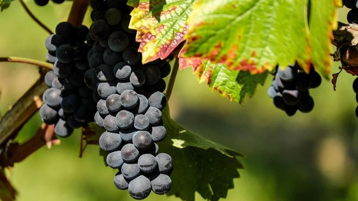 La Ciudad celebra el valor de las uvas criollas con una jornada a puro vino y cultura