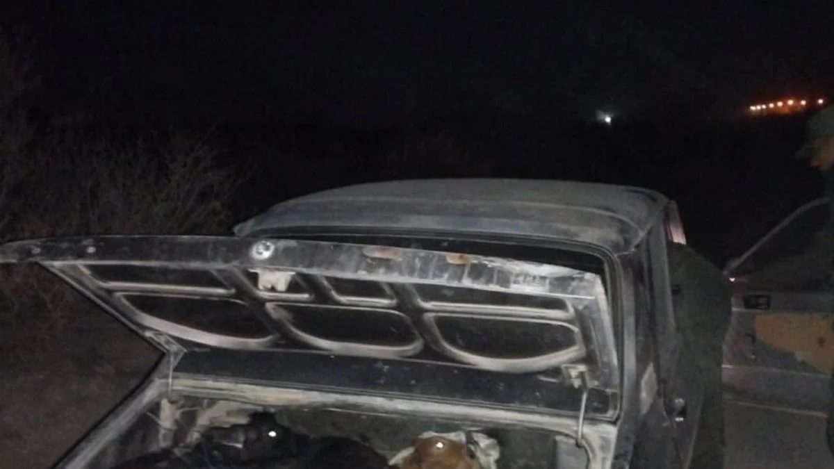 Detenido por trasladar chivos en el baúl de su auto