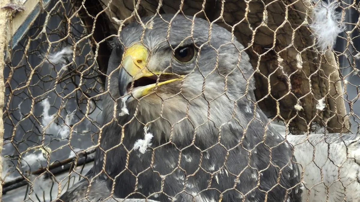 En Maipú: rescatan a un águila mora que era ofertada para la venta en redes sociales