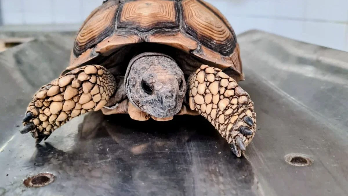 Se trajo una tortuga de un tour de compras, lo delataron y hubo final feliz para el animalito
