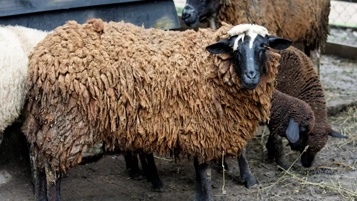 Intentó robarse unas ovejas en una finca de Ugarteche y lo detuvieron