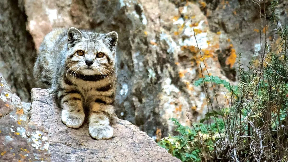 Buscan proteger a ocho especies en peligro de la fauna de Mendoza