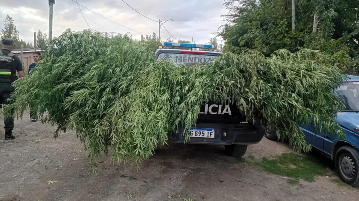 Sacudón policial en Lavalle: retuvieron 18 motos y encontraron plantas de cannabis