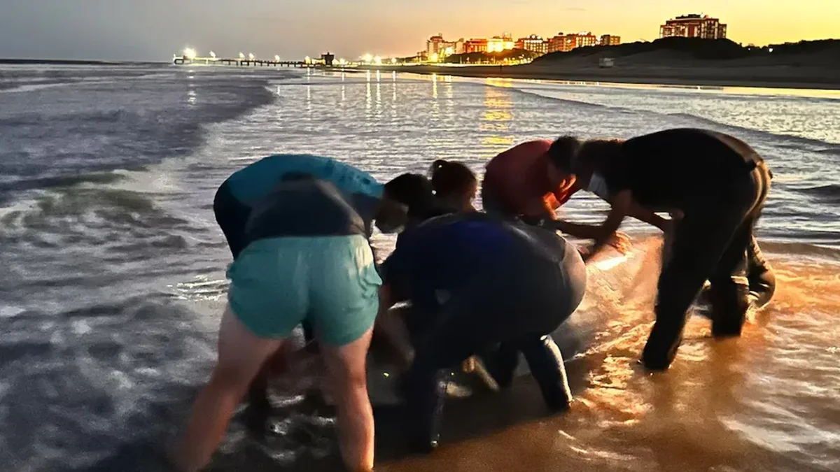Sorpresa en La Costa: hallan a un zifio, uno de los cetáceos menos conocidos del mundo