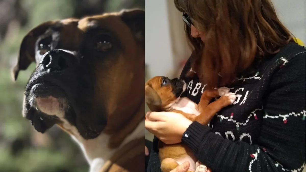 Su ex no le permite ver a su mascota: el pedido de una mendocina por la tenencia compartida de su perra