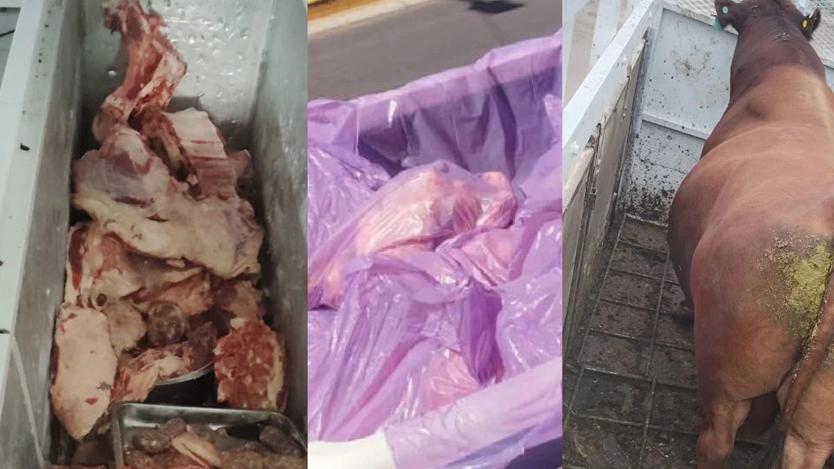 Venta de comida podrida y ganado en condiciones irregulares: la Policía realizó operativos contra el abigeato