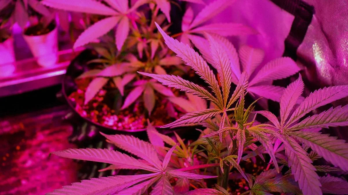 Malargüe: la Policía de Mendoza secuestró más de 90 plantas de marihuana