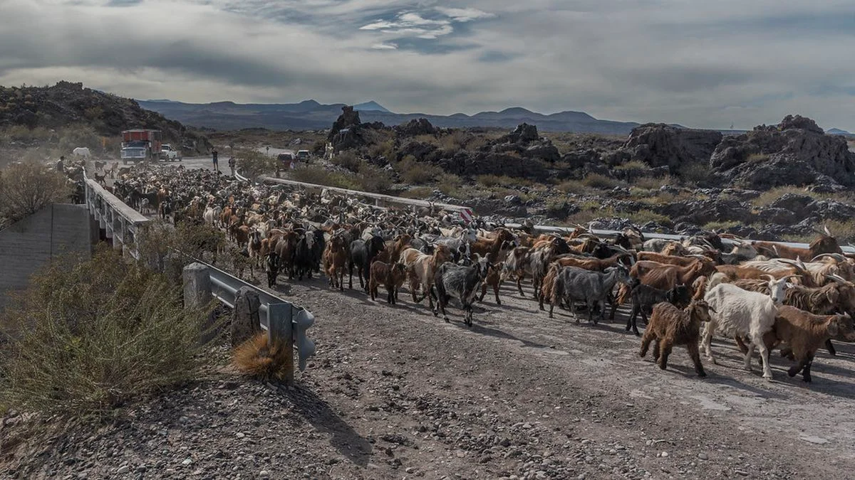 Criancero de Malargüe reclama una solución para evitar ser multado por trasladar animales