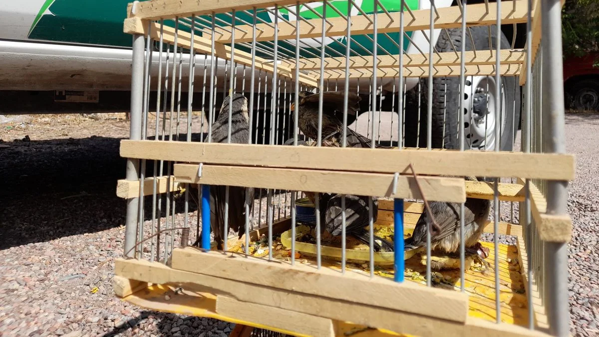 Mendoza: reinsertan en su hábitat a más de setenta aves silvestres nativas