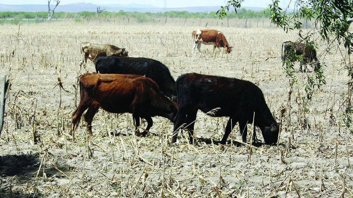 Robo de ganado en el Sur: denunció que le faenaron dos vacas de su campo