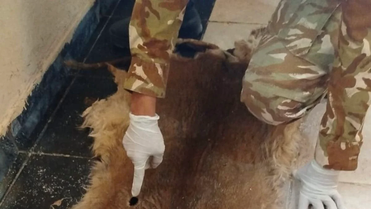 Le allanaron su casa y encontraron restos de un puma que había cazado