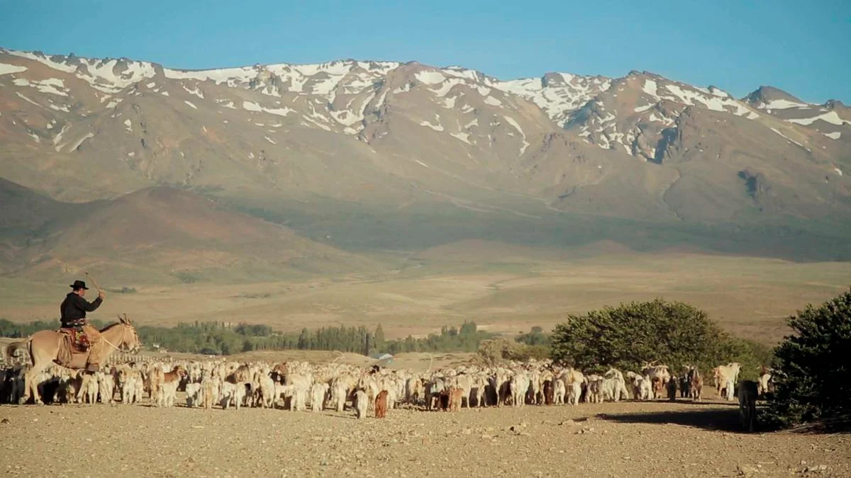 Huella de lo común: un documental sobre la trashumancia que interpela el modelo productivo